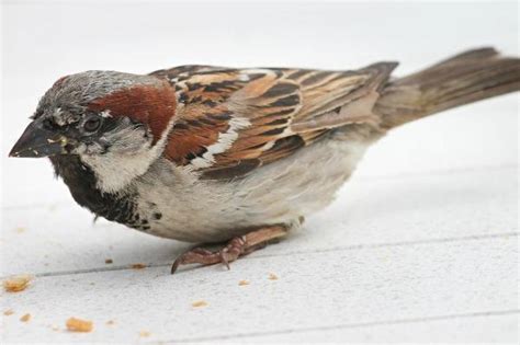 passero appena nato|Passerotto caduto dal nido, cosa mangia, cosa fare e non fare.